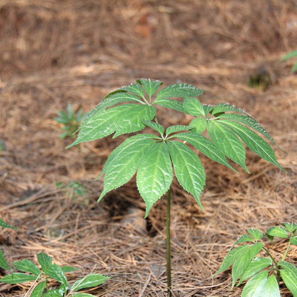 昆明站完成全面評估：三七農藥殘留處于安全級別，不會對消費者造成健康威脅